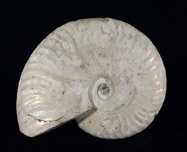 Cleoniceras (Grycia) cf. besairiei COLLIGNON 1949 - Bild © FossNet FossilienStore